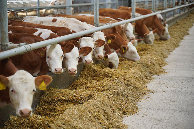 МТФ на 600 голов